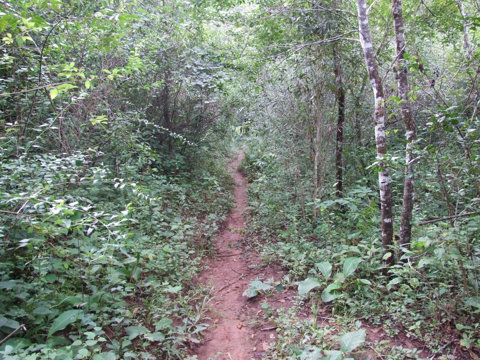 /image/fotos-antigas-lagoa-dos-patos-mg-em-memorias?src=https%3A%2F%2Fimg1.pixhost.to%2Fimages%2F10735%2F669473678_lagoa-dos-patos-mg-fotos-8.jpg&w=2000&q=85