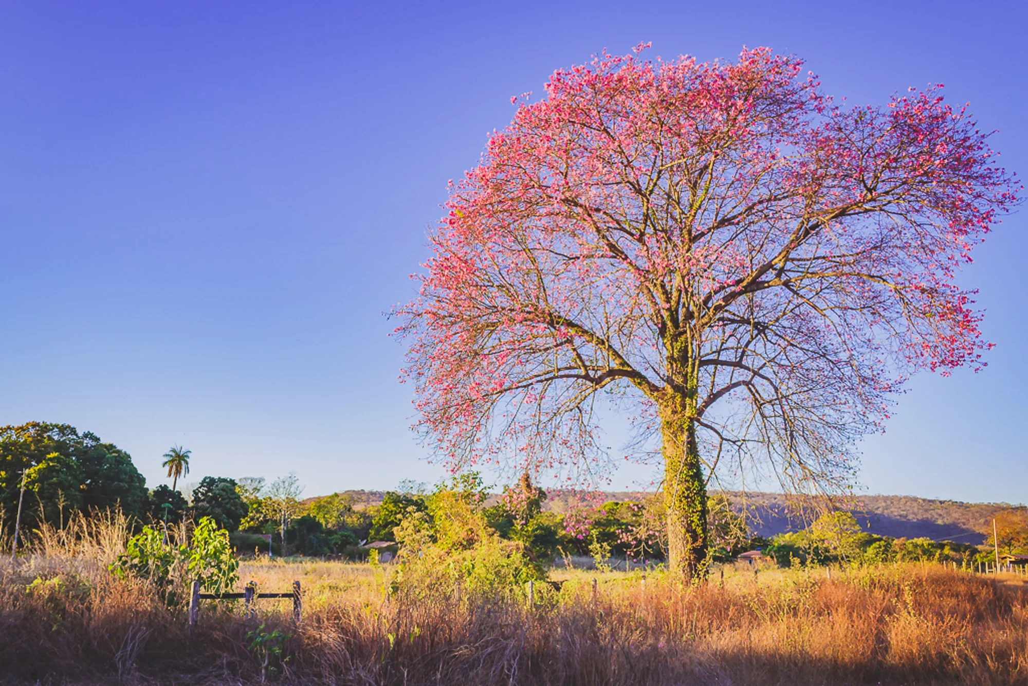 /image/fotos-antigas-lagoa-dos-patos-mg-em-memorias?src=https%3A%2F%2Fimg1.pixhost.to%2Fimages%2F10853%2F670787387_lagoa-dos-patos-mg-2.jpg&w=2000&q=85