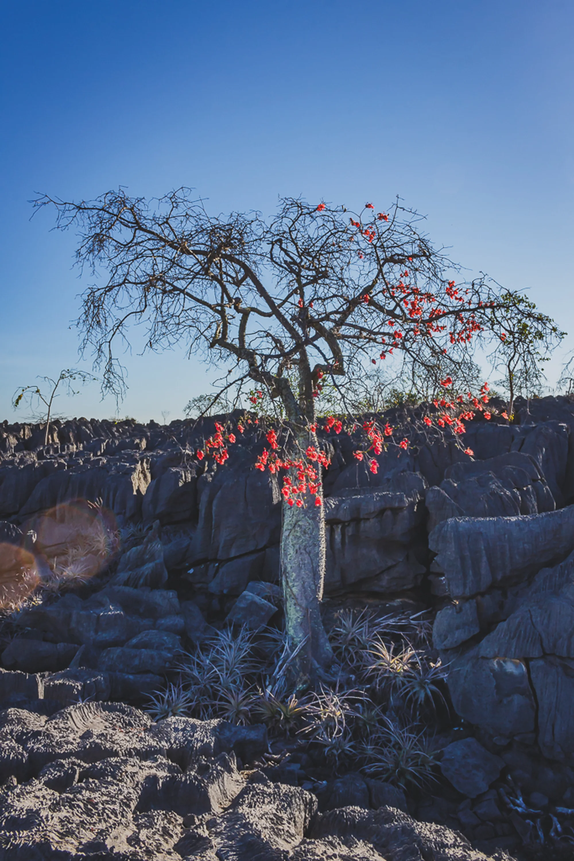/image/fotos-antigas-lagoa-dos-patos-mg-em-memorias?src=https%3A%2F%2Fimg1.pixhost.to%2Fimages%2F10853%2F670787388_lagoa-dos-patos-mg-3.jpg&w=2000&q=85