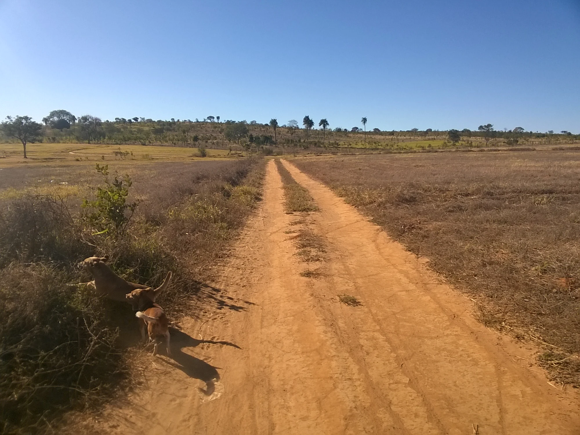 /image/fotos-antigas-lagoa-dos-patos-mg-em-memorias?src=https%3A%2F%2Fimg1.pixhost.to%2Fimages%2F11428%2F680879081_lagoa-dos-patos-mg-22.jpg&w=2000&q=85